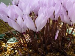 Cyclamen mirabile flowers.jpg