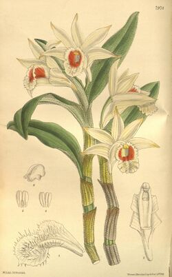 Dendrobium williamsonii.jpg