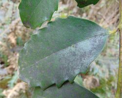 Doryphora sassafras, leaf detail.jpg