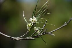 Dracophyllum arboreum 1.jpg