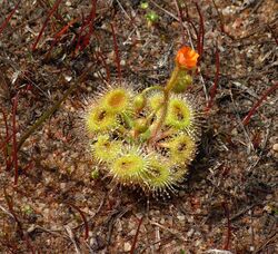 Drummond reserve drosera.jpg