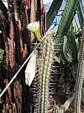 Echinopsis deserticola.jpg