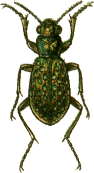 Elaphrus lapponicus Jacobson.png