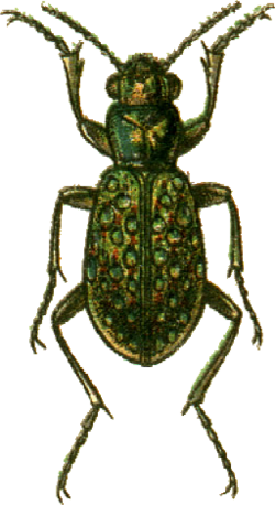 Elaphrus lapponicus Jacobson.png