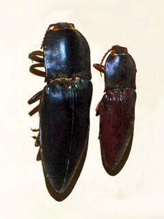 Elateridae - Lanelater mastersii.JPG