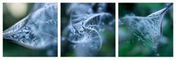 Epilobium hirsutum - Seed head - Triptych.jpg