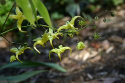 Epimedium franchetii 0804a.JPG