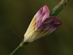 Eublemma purpurina - Beautiful marbled - Мелкая совка пурпурная (26995592388).jpg