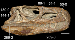 Euparkeria skull Ezcurra 2016.png
