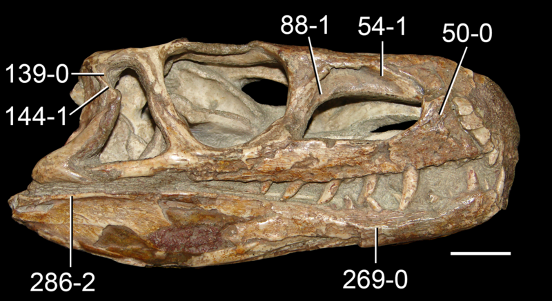 File:Euparkeria skull Ezcurra 2016.png