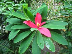 Euphorbia punicea (Flower).jpg
