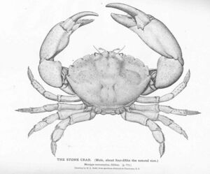FMIB 51200 Stone Crab (Male).jpeg