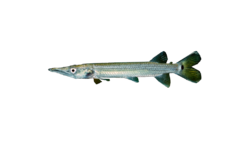 Freshwater Barracuda - Ctenolucius hujeta.png