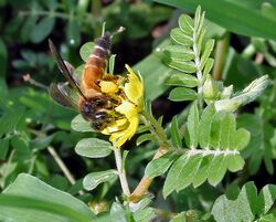 Gaint Honey Bee (Apis dorsata) on Tribulus terrestris W IMG 1020.jpg