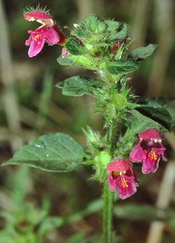 Galeopsis pubescens eF.jpg