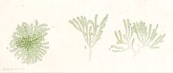 Gongrosira viridis as Gongrosira sclerococcus.jpg