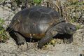 Gopher Tortoise at Smyrna Dunes Park - Flickr - Andrea Westmoreland (1).jpg