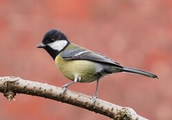 Great tit side-on.jpg