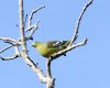 Grey-cheeked Green Pigeon (Treron griseicauda wallacei).jpg