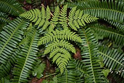 Gymnocarpium dryopteris 6035.JPG