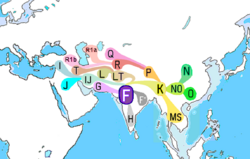 Haplogroup F (Y-DNA).PNG