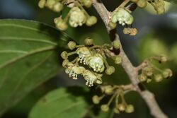 Hydnocarpus pentandrus flower - മരോട്ടി.jpg