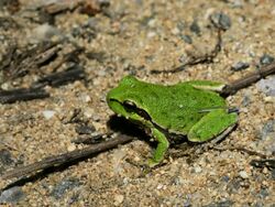 Hyla sarda (spotted).jpg