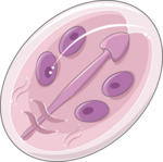 Cyst of Giarda intestinalis