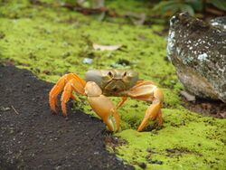 Johngarthia lagostoma yellow.jpg