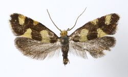 Lampronia rupella.jpg