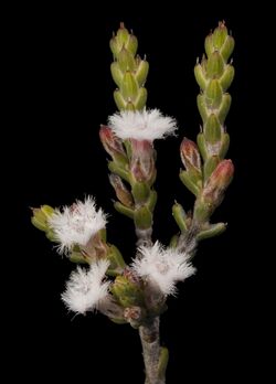 Leucopogon tamminensis var. australis - Flickr - Kevin Thiele.jpg