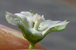 Malva parviflora in Antalya by David Merrick 07.jpg