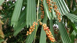 Mangrove Fan Palm (Licuala spinosa) 3.jpg