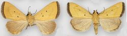 Marimatha quadrata male (right) female (left).JPG