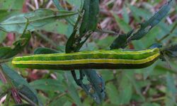 Melanchra assimilis larva.jpg
