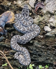 Mexican Smallhead Rattlesnake imported from iNaturalist photo 46759429 on 5 February 2022.png