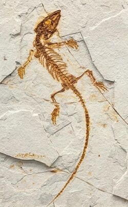 Monjurosuchus NMNS.jpg