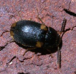 Mycetophagus serrulatus P1200721a.jpg