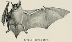 The image is a drawing of a little brown bat