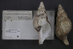 Naturalis Biodiversity Center - RMNH.MOL.202810 - Colus stimpsoni (Moerch, 1868) - Buccinidae - Mollusc shell.jpeg