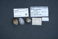 Naturalis Biodiversity Center - ZMA.MOLL.314477 - Neripteron asperulatum (Récluz, 1842) - Neritidae - Mollusc shell.jpeg