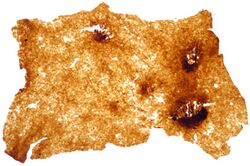 Nematothallopsis cuticle.jpg