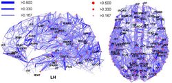 Network representation of brain connectivity.JPG