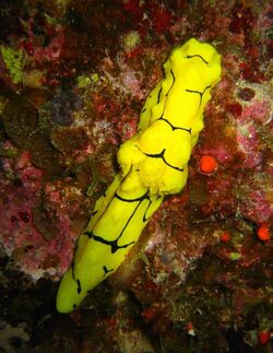 Notodoris minor 1.jpg