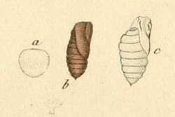 Ocnogyna corsicum egg pupa.jpg