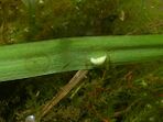 A transparent egg with a white embryo on the leaf of an aquatic plant