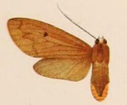 Opharus tricyphoides.JPG