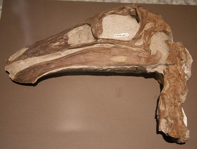 File:Ornithomimid skull.jpg