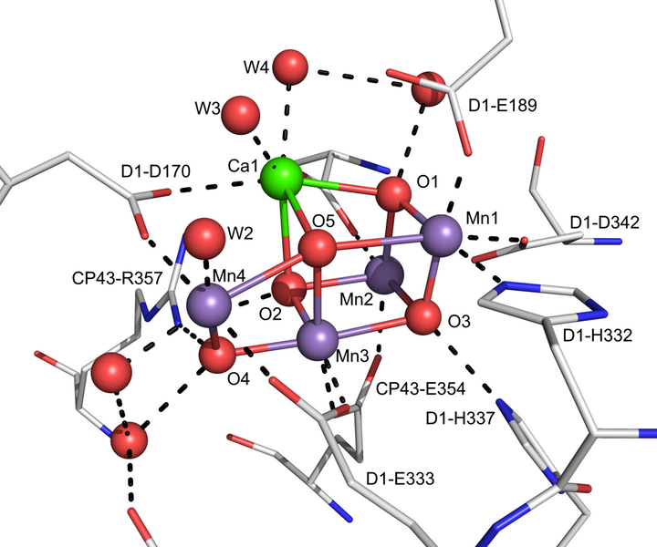 File:Oxygen Evolving Complex Crystal structure to 1.9 Angstrom Resolution.png