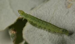 Pandemis heparana larva.jpg